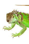 REP 09 MH0003 01
Close Up Of Green Iguana Standing In Studio