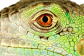 REP 09 MH0004 01
Close Up Of Green Iguana Eye In Studio