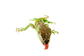 REP 09 MH0005 01
Overhead View Of Green Iguana Laying In Studio