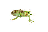 REP 09 MH0006 01
Front View Of Green Iguana Laying In Studio