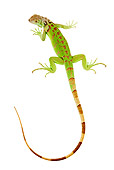 REP 09 MH0007 01
Overhead View of Green Iguana With Tail In Studio