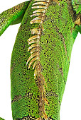 REP 09 MH0008 01
Overhead View Of Spine Of Green Iguana In Studio
