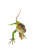 REP 09 MH0009 01
Overhead View Of Green Iguana Standing In Studio
