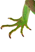 REP 09 MH0010 01
Close Up Of Green Iguana Claw In Studio