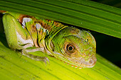 REP 09 NE0005 01
Close-Up Of Green Iguana On Leaf