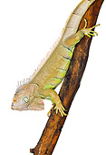 REP 09 RK0002 02
Close Up Of Green Iguana On Branch White Seamless