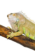 REP 09 RK0003 03
Head Shot Of Green Iguana On Branch White Seamless