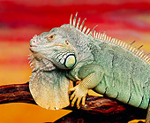 REP 09 RK0009 15
Close Up Of Iguana On Branch Sunset Background