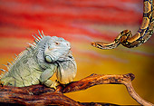 REP 09 RK0010 22
Iguana And Snake