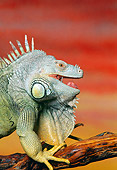 REP 09 RK0011 19
Profile Of Iguana On Branch Sunset Background