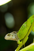 REP 09 WF0001 01
Young Green Iguana Climbing On Stem