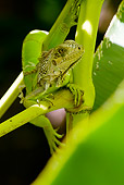REP 09 WF0002 01
Young Green Iguana Climbing On Stem