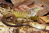 REP 09 WF0003 01
Patterned Whorltail Iguana Sitting On Log