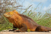 REP 09 WF0004 01
Galapagos Land Iguana Sitting On Sand Baltra Island, Galapagos