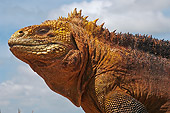 REP 09 WF0005 01
Close-Up Of Galapagos Land Iguana On Baltra Island, Galapagos