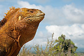 REP 09 WF0006 01
Head Shot Of Galapagos Land Iguana On Baltra Island, Galapagos