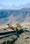 REP 09 WF0007 01
Two Galapagos Land Iguanas Sitting At Edge Of Cliff
