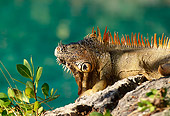 REP 09 DB0001 01
Profile Of Iguana Laying On Rock