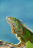 REP 09 DB0003 01
Profile Head Shot Of Iguana Laying On Rock