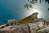 REP 09 DB0004 01
Profile Of Iguana Laying On Rock Near Water