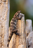 REP 09 DB0005 01
Profile Of Iguana Perching On Tree Stump