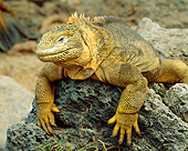 REP 09 JZ0001 01
Land Iguana Laying On Rock Galapagos Islands Ecuador