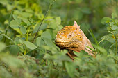 REP 09 NE0001 01
Head Shot Of Galapagos Land Iguana Sitting In Shrub