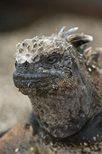 REP 09 NE0002 01
Head Shot Of Marine Iguana Galapagos Islands