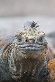 REP 09 NE0003 01
Head Shot Of Marine Iguana Galapagos Islands