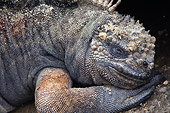 REP 09 NE0004 01
Close-Up Of Marine Iguana Resting Head On Foot Galapagos Islands