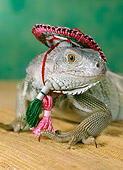 REP 09 RC0001 01
Close-Up Of Humorous Iguana Wearing Pink Hat Studio