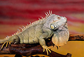 REP 09 RK0011 09
Profile Of Iguana On Branch Sunset Background