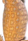 REP 10 RK0003 02
Savannah Monitor Close-Up