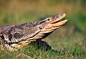 REP 10 RK0004 64
Monitor Lizard On Grass