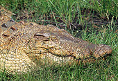 REP 11 GL0001 01
Head Shot Of Saltwater Crocodile Laying In Grass