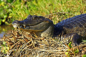 REP 11 GL0002 01
Close-Up Of Spectacled Caiman Sunbathing Near Water Venezuela