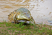 REP 11 GL0003 01
Orinoco Crocodile Emerging From River Venezuela