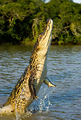 REP 11 GL0004 01
Spectacled Caiman Leaping Out Of Water Venezuela