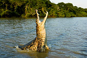 REP 11 GL0005 01
Spectacled Caiman Leaping Out Of Water With Mouth Open Venezuela