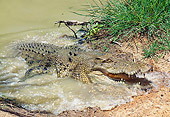 REP 11 GL0006 01
Saltwater Crocodile Emerging From Water Australia
