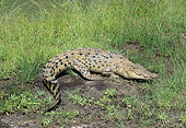REP 11 GL0007 01
Saltwater Crocodile Sunning On Grass Australia