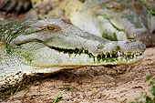 REP 11 GL0008 01
Head Shot Of Orinoco Crocodile In Los Lianos, Venezuela