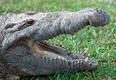 REP 11 GR0001 01
Head Shot Of American Crocodile On Grass