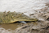 REP 11 JE0001 01
Head Shot Of American Crocodile Laying In Shallow Water By Mud