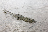 REP 11 JE0002 01
American Crocodile Floating In Water