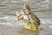 REP 11 MC0001 01
Nile Crocodile Eating Zebra Captured At Mara River Kenya
