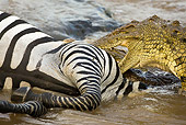 REP 11 MC0002 01
Nile Crocodile Eating Zebra Captured At Mara River Kenya