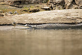 REP 11 MC0003 01
Indian Gharial Swimming Along Riverbank Chitwan National Park, Nepal