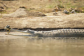 REP 11 MC0004 01
Indian Gharial Swimming Along Riverbank Chitwan National Park, Nepal