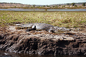 REP 11 MC0006 01
Nile Crocodile Basking On Riverbank In Chobe National Park, Botswana